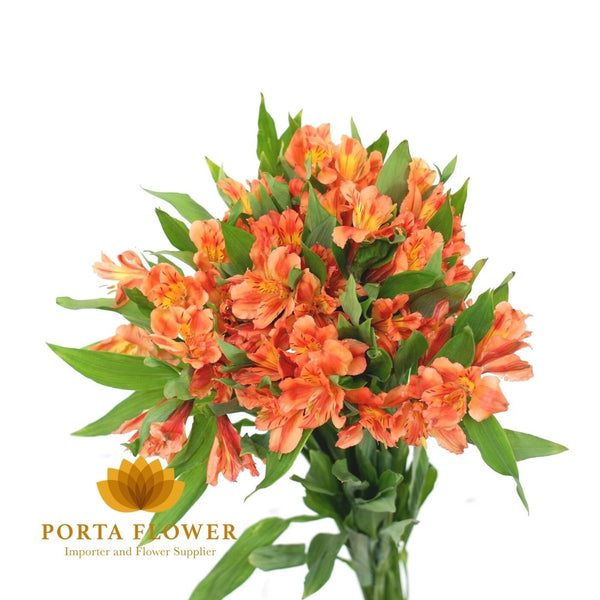 alstroemeria orange queen – portaflower