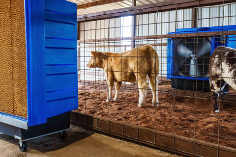 Show cattle stay comfortable in a run with two Maxx Air evaporative coolers. 