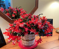 Holiday Cactus