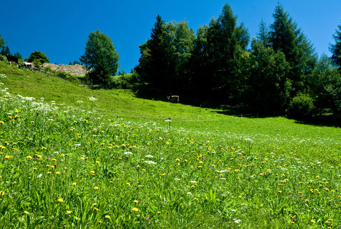Mountain meadow, Italian Alps