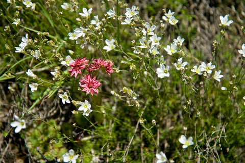 Flowery mountain meadow