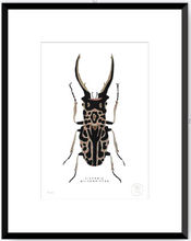 Cargar imagen en el visor de la galería, Escarabajo Macho - 33 x 48 cm
