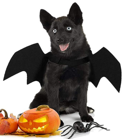 Bat Wing Pet Dog and Cat Halloween Costume – All Pet Things