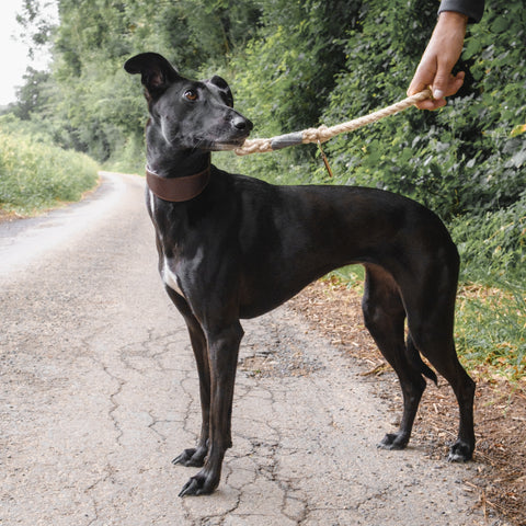 Black Whippet on a Smug Mutts Natural Hemp Traffic Lead with a Grey O-Ring and Spring Snap Clip