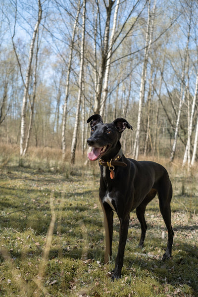 Dog soaking up summer sun in woodland