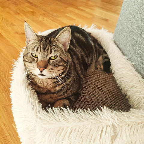 Loe's Paw - 2-in1 scratching cat bed