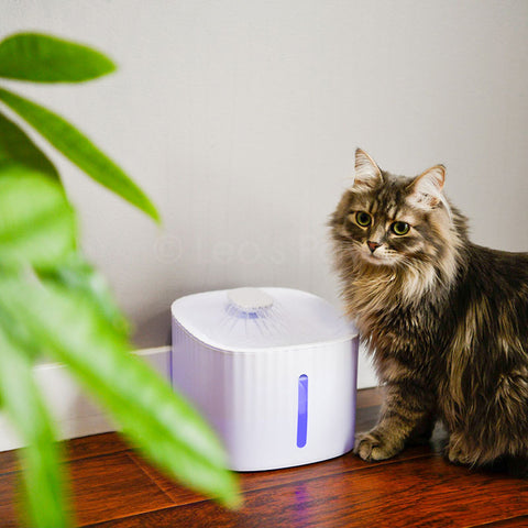 Leo's Paw Cat Water Fountain