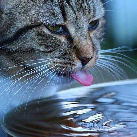 Katze trinkt Wasser