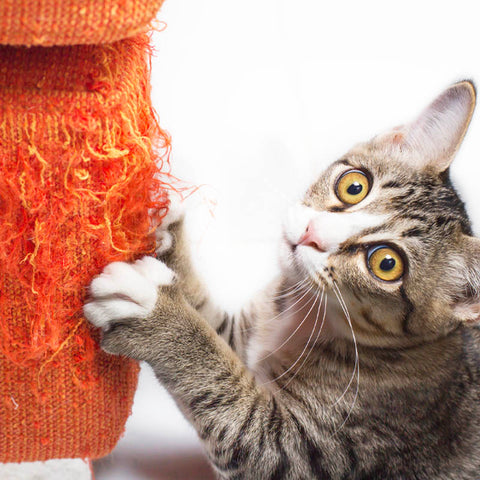 Leo's Paw - Grattoir d'angle pour meubles - Empêchez votre chat de gratter et de détruire vos précieux meubles