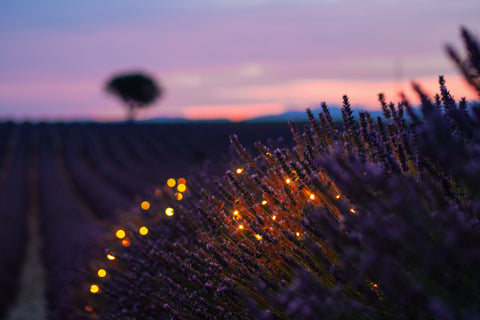 evening lavender field with fairy lights