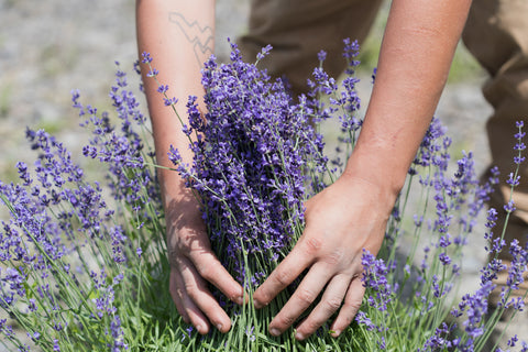 harvesting lavender buds