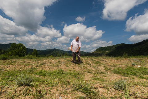 weed eating lavender farm