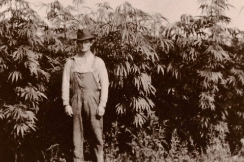 north american pioneer in hemp field