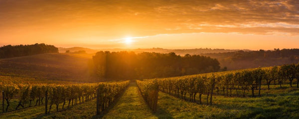 a vineyard where natural wine grapes are grown