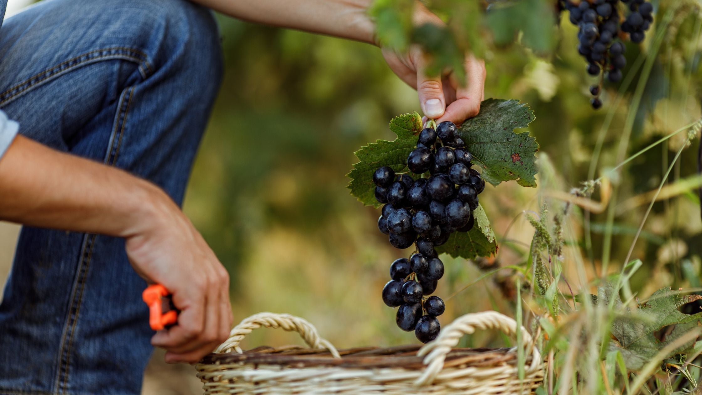 low intervention winemaking