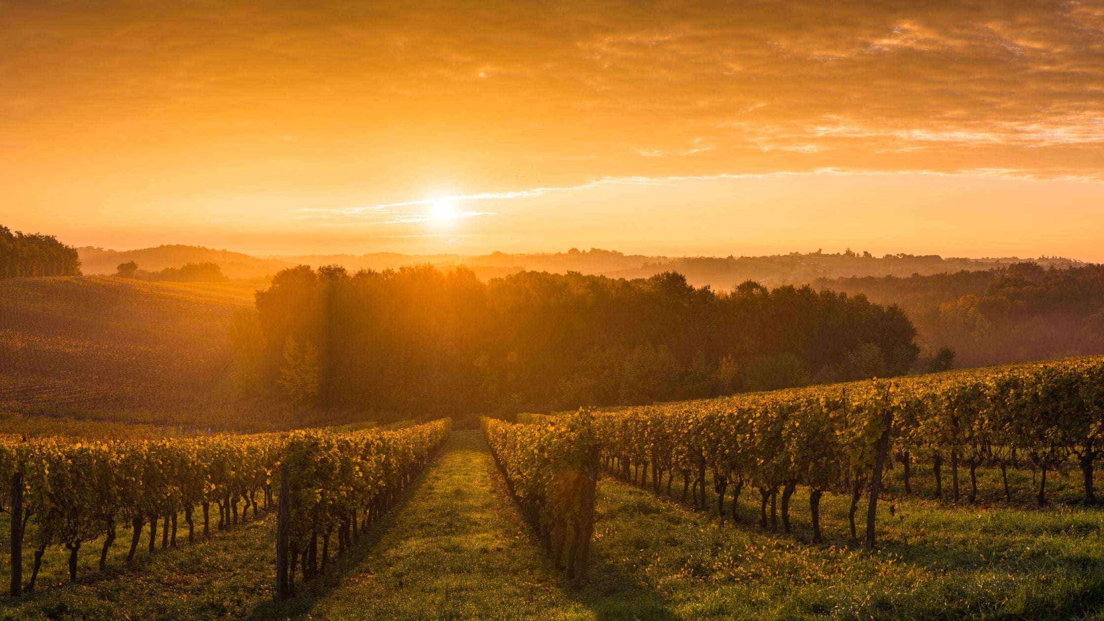 low intervention winemaking