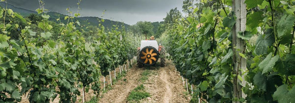 tractor picking grapes