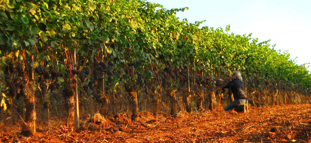 Kelley Fox wines winemaker harvesting grapes
