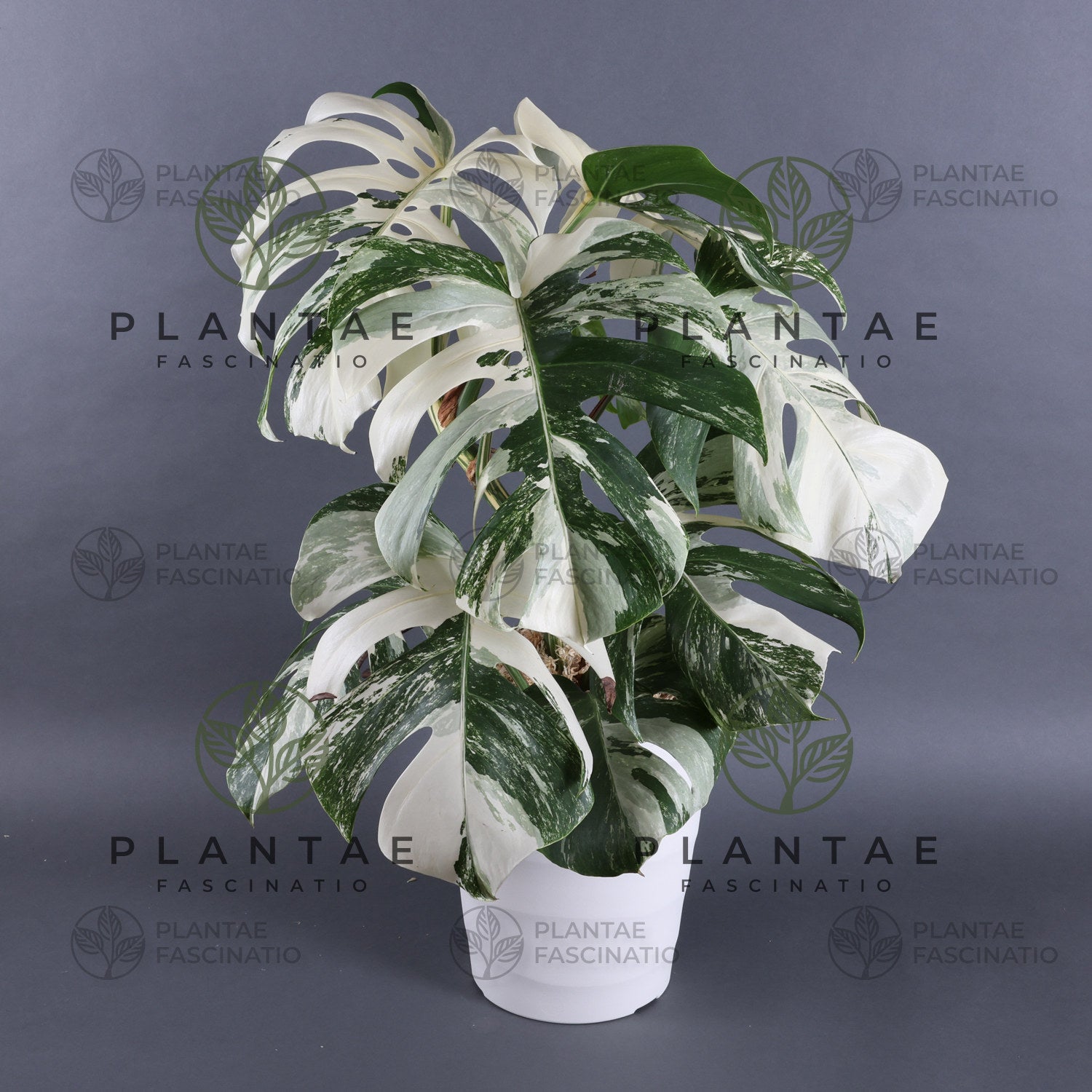 10株白斑入りモンステラ (MONSTERA ALBO WHITE TIGER - 植物/観葉植物