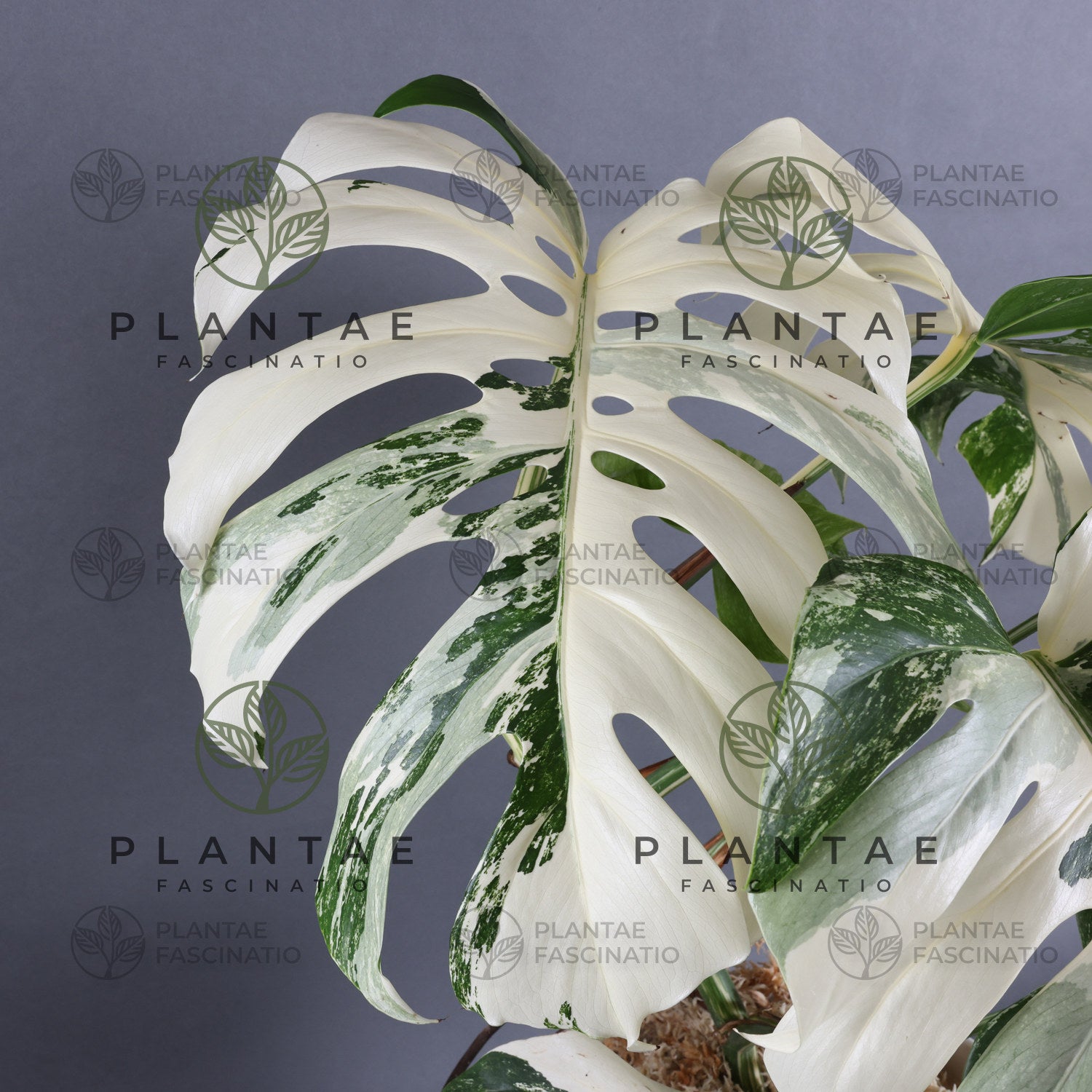 Monstera Albo Borsigiana White Tiger Double Node Cutting