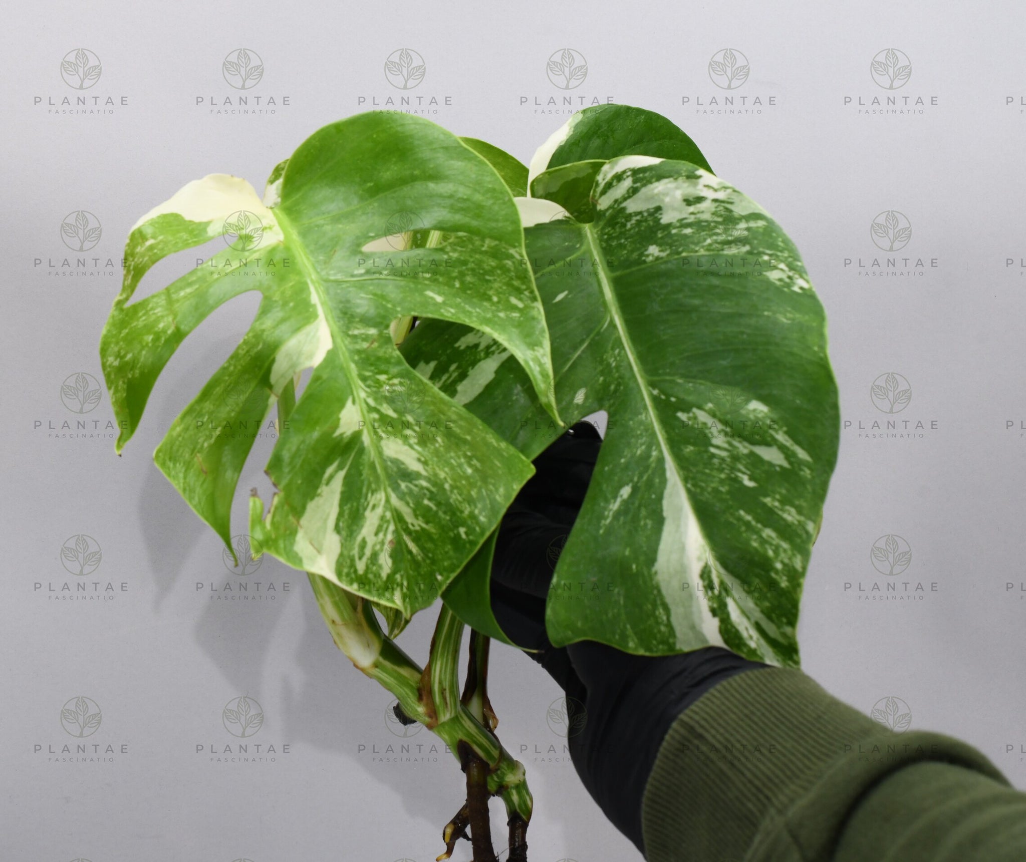 Monstera Albo Borsigiana White Tiger Mature Rooted Specimen T6