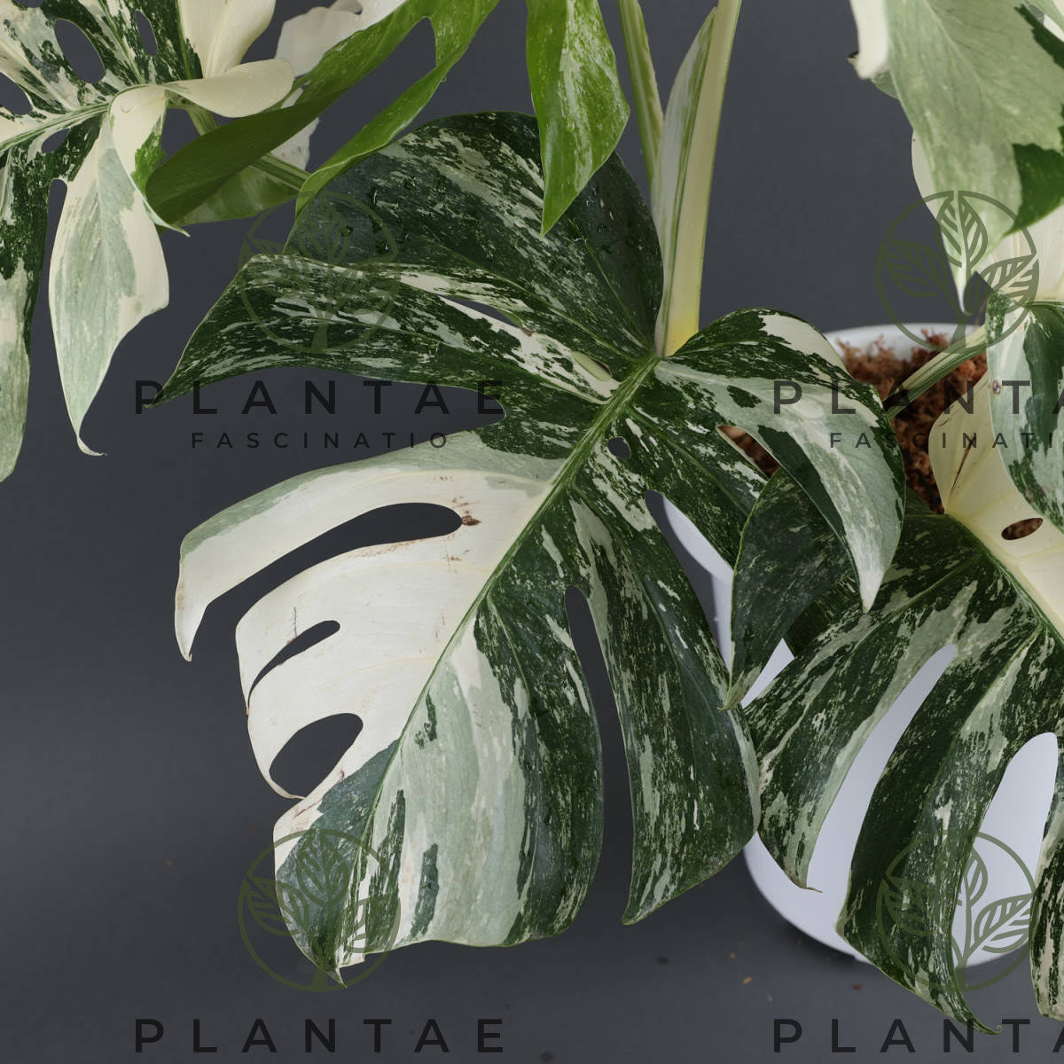 Monstera Albo Borsigiana White Tiger Double Node Cutting