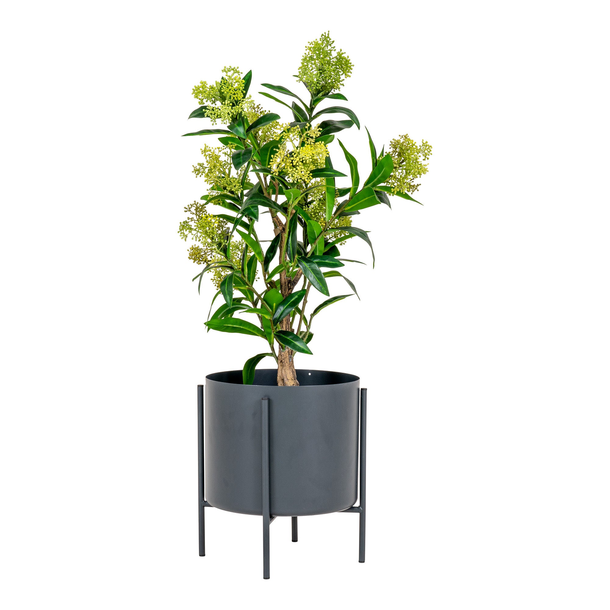 Billede af House Nordic - Skimmia Træ H75 cm