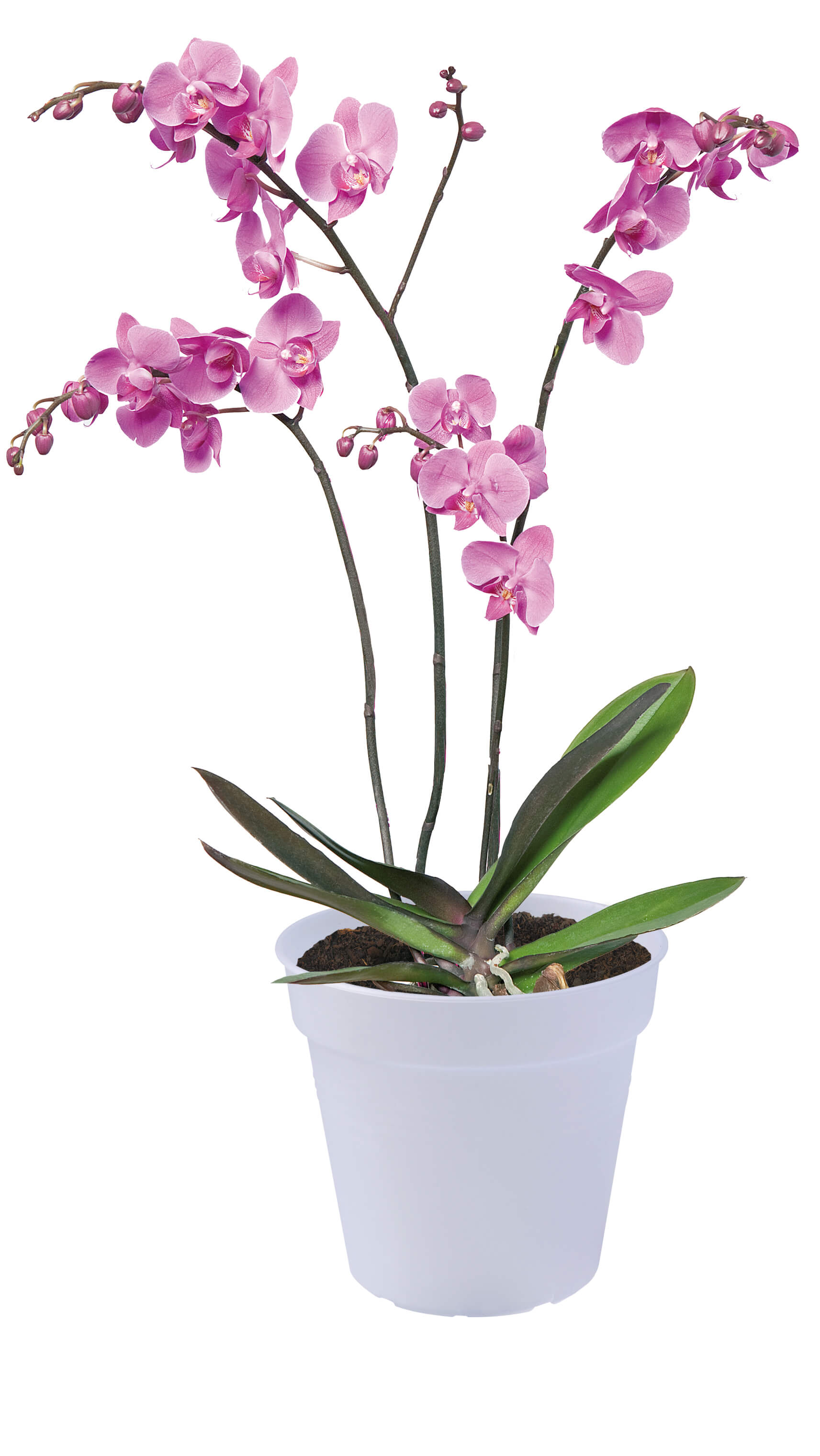 Billede af Elho - Green basics urtepotte orkide Ø13-Ø17 cm - Genbrugsplast - Transparent - Ø17 cm