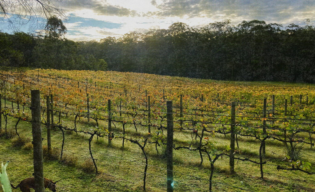 The Gospel Whiskey | Master Distiller Ian Thorn’s father’s winery - Bull Ridge Estate Winery