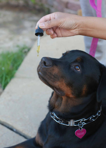 cbd oil dosage for dogs with anxiety