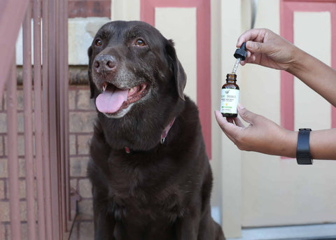 how much cbd for dogs