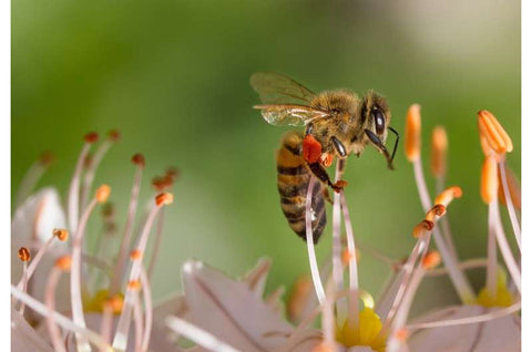 Bee close up