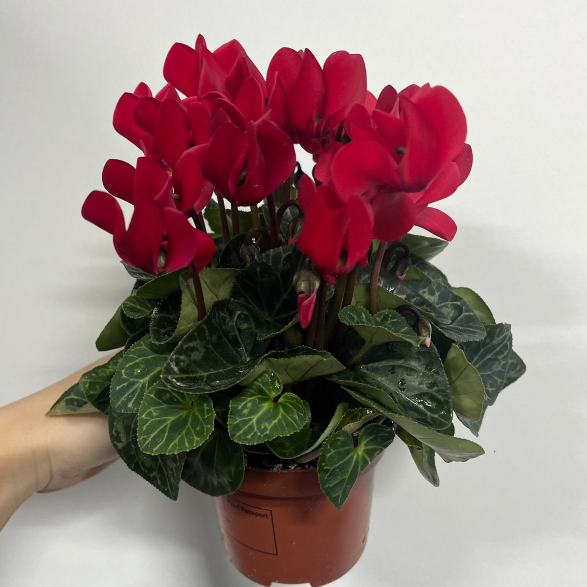 Cyclamen Red (9cm/13cm Pot Size) - One Click Plants