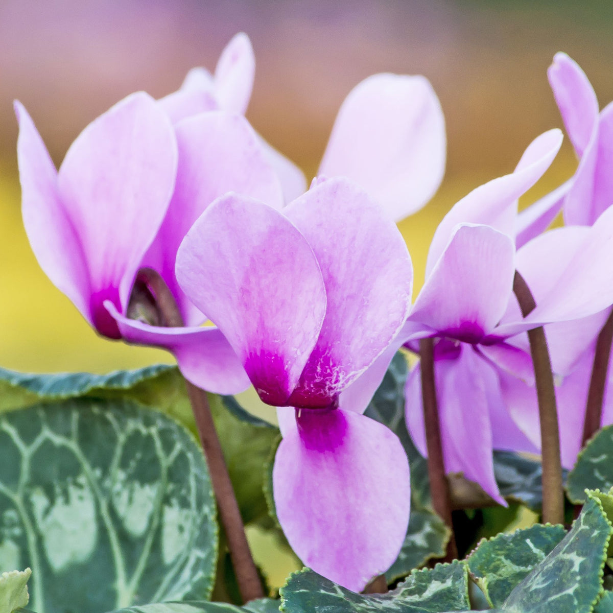 Cyclamen hederifolium - Hardy Cyclamen (9cm Pot) - One Click Plants