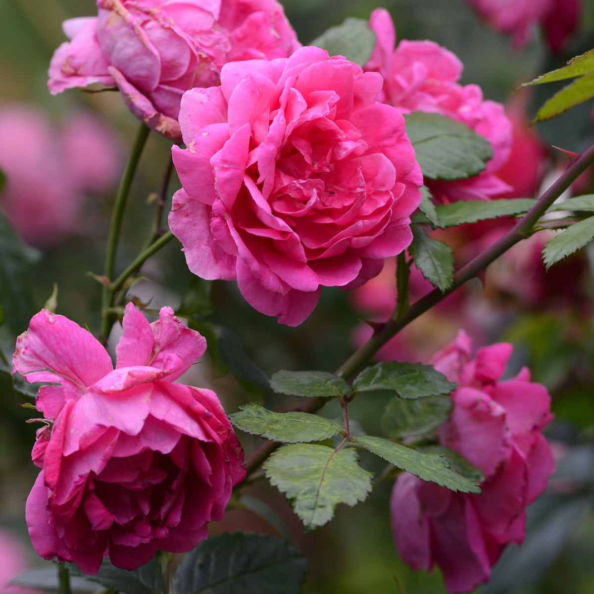 potted climbing roses