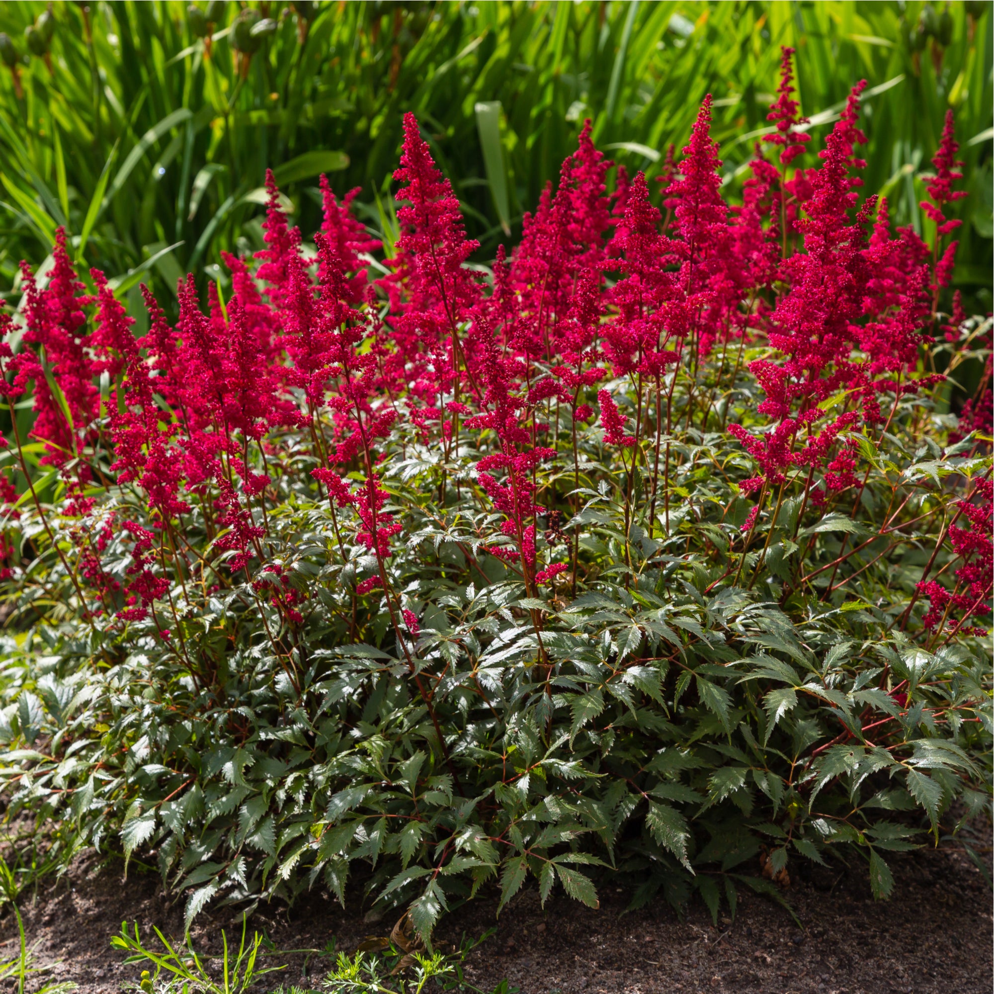 Astilbe -Visions in Red 1.5L