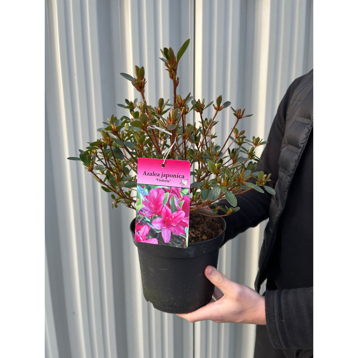 Azalea 'Violetta' 2L - One Click Plants
