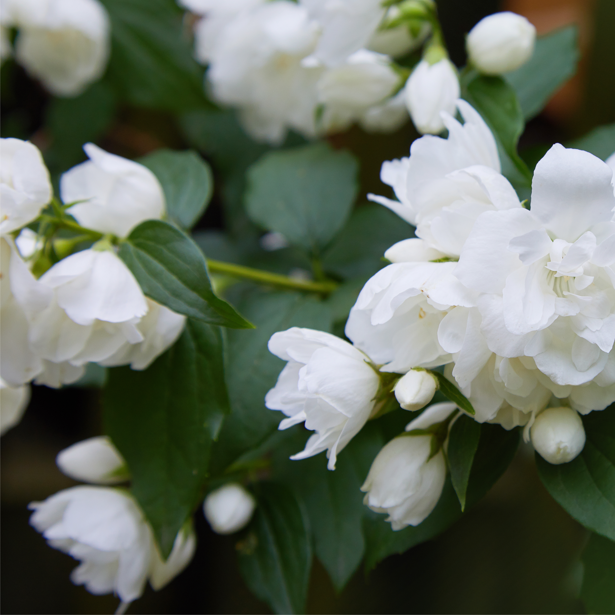 philadelphus virginal