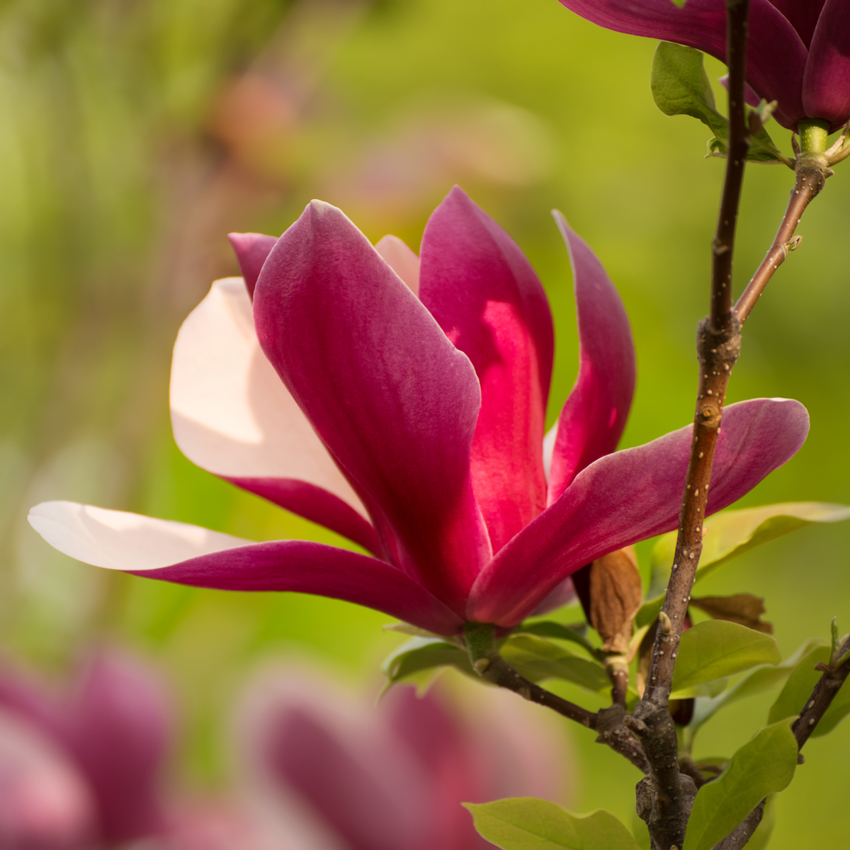 Magnolia liliflora 'Nigra' | Black Lily Magnolia | 3L - One Click Plants