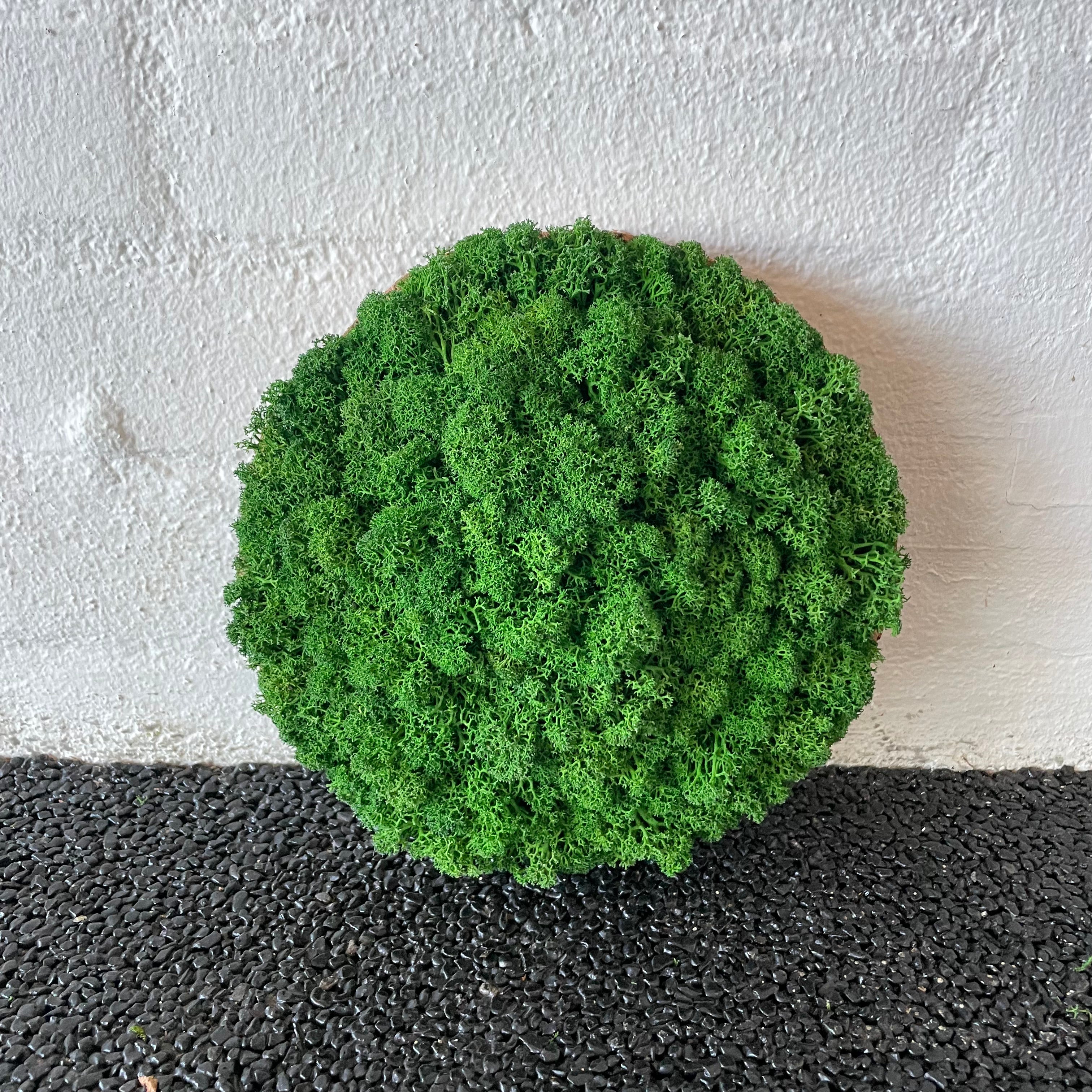 Billede af Skovgrøn mos cirkel 20 cm. 2. sortering