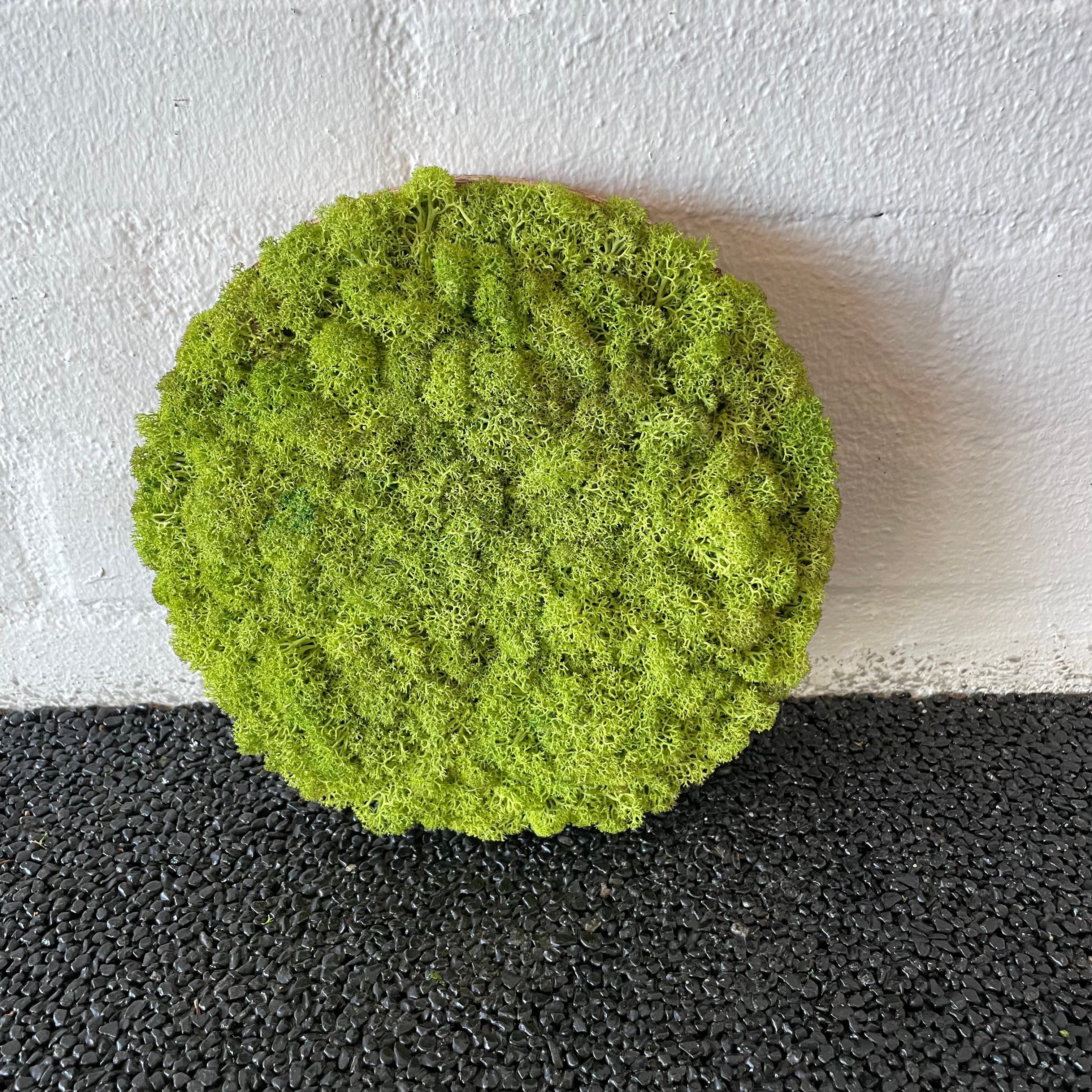 Billede af Lysgrøn mos cirkel 20 cm. 2. sortering, udgået farve