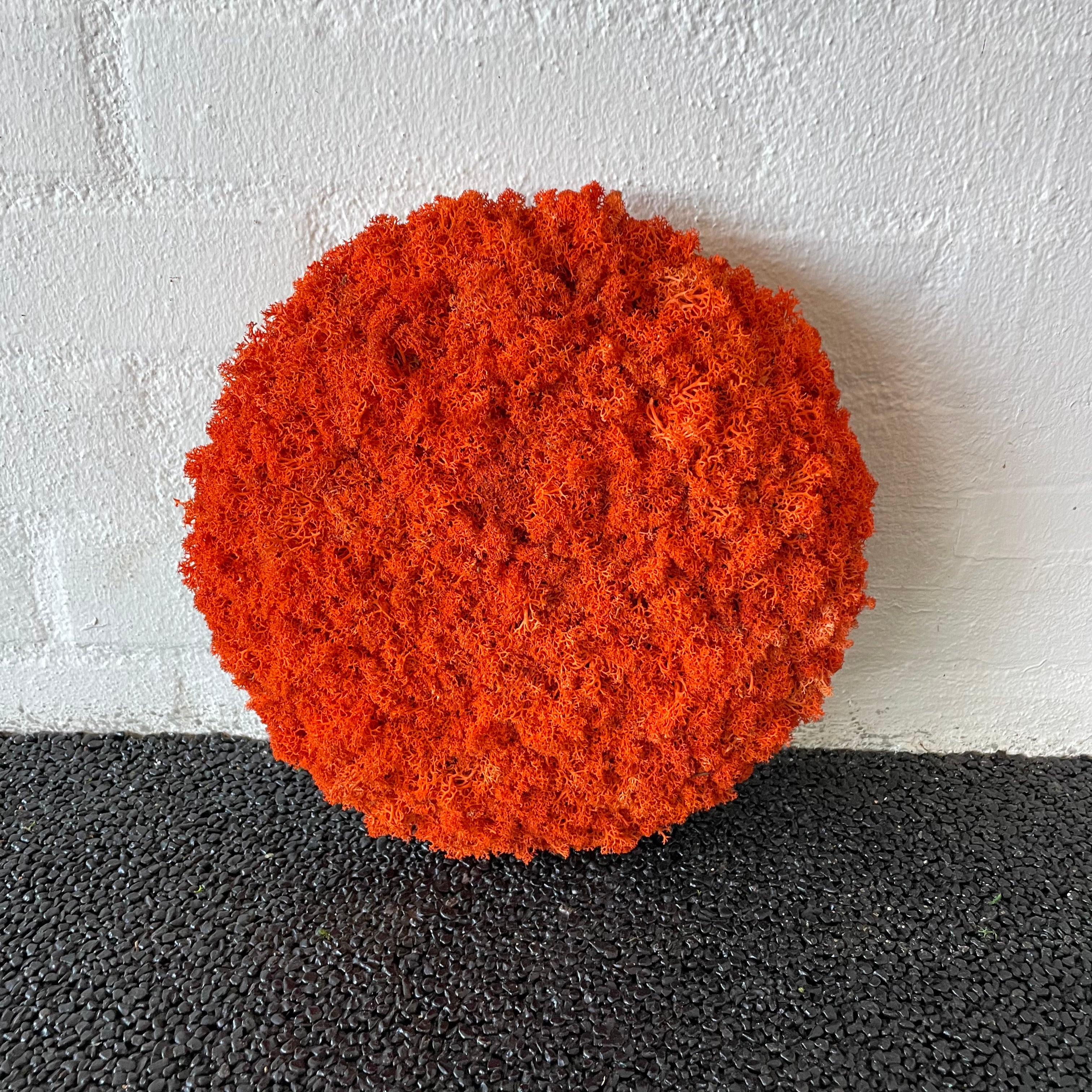 Billede af Orange mos cirkel 25 cm. 2. sortering