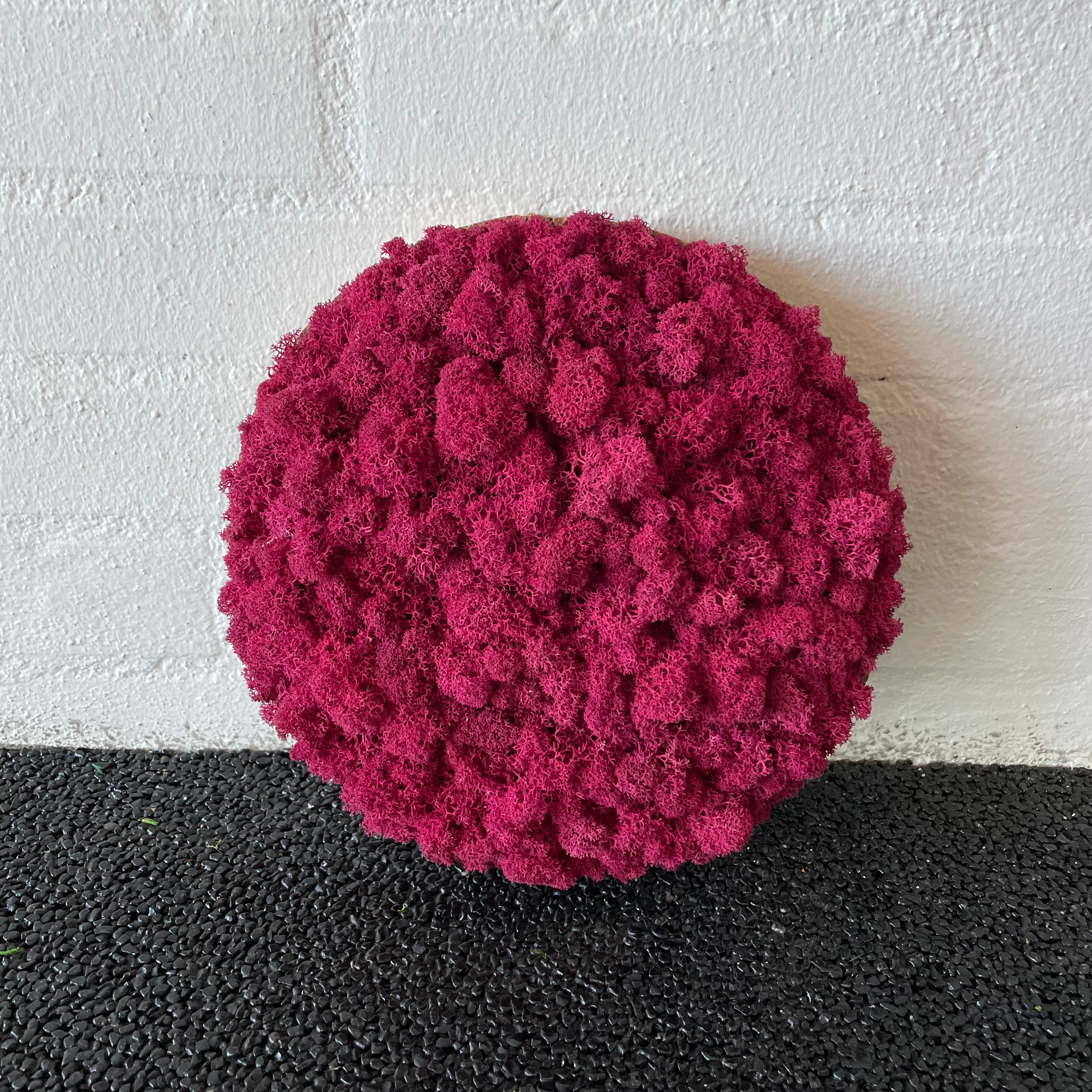 Fuchsia Mos Cirkel 25 Cm 2 Sortering