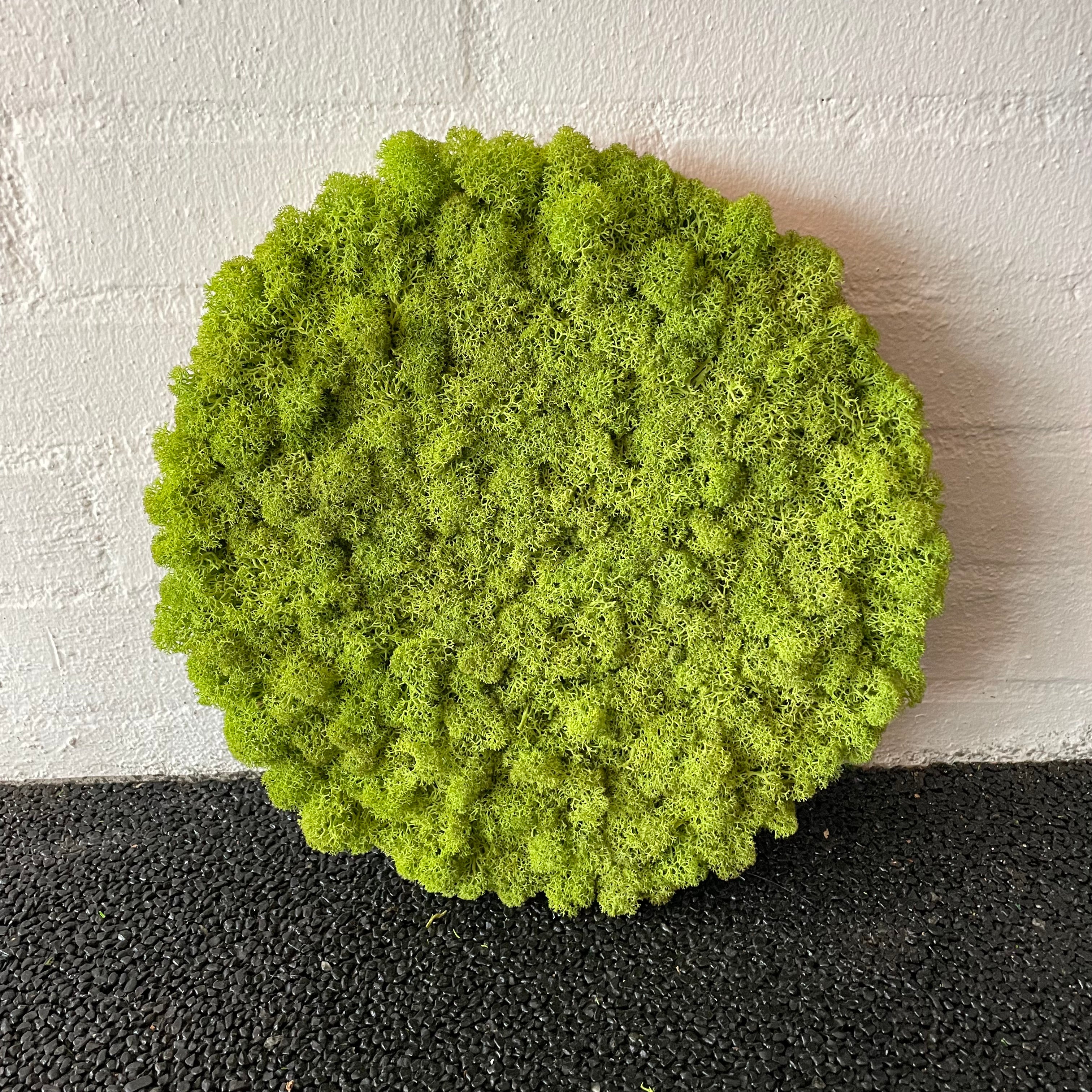 Billede af Lysgrøn mos cirkel 30 cm. 2. sortering, udgået farve