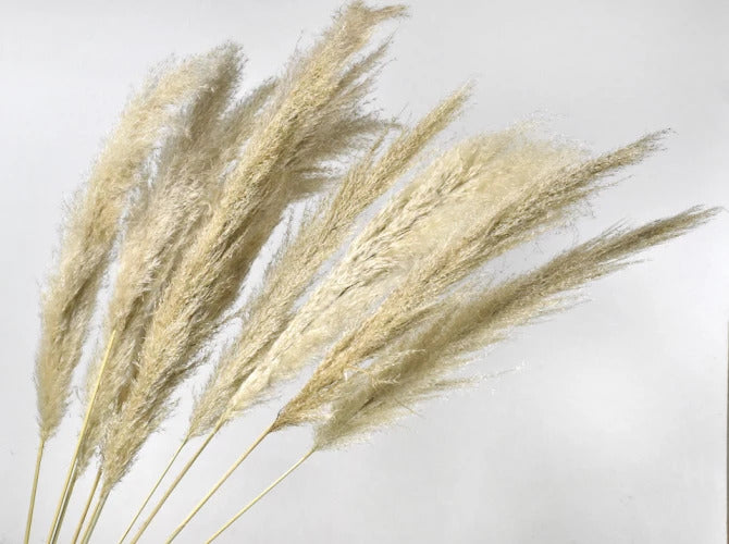 Billede af Tørrede blomster - Pampas græsmix, 10 stk.