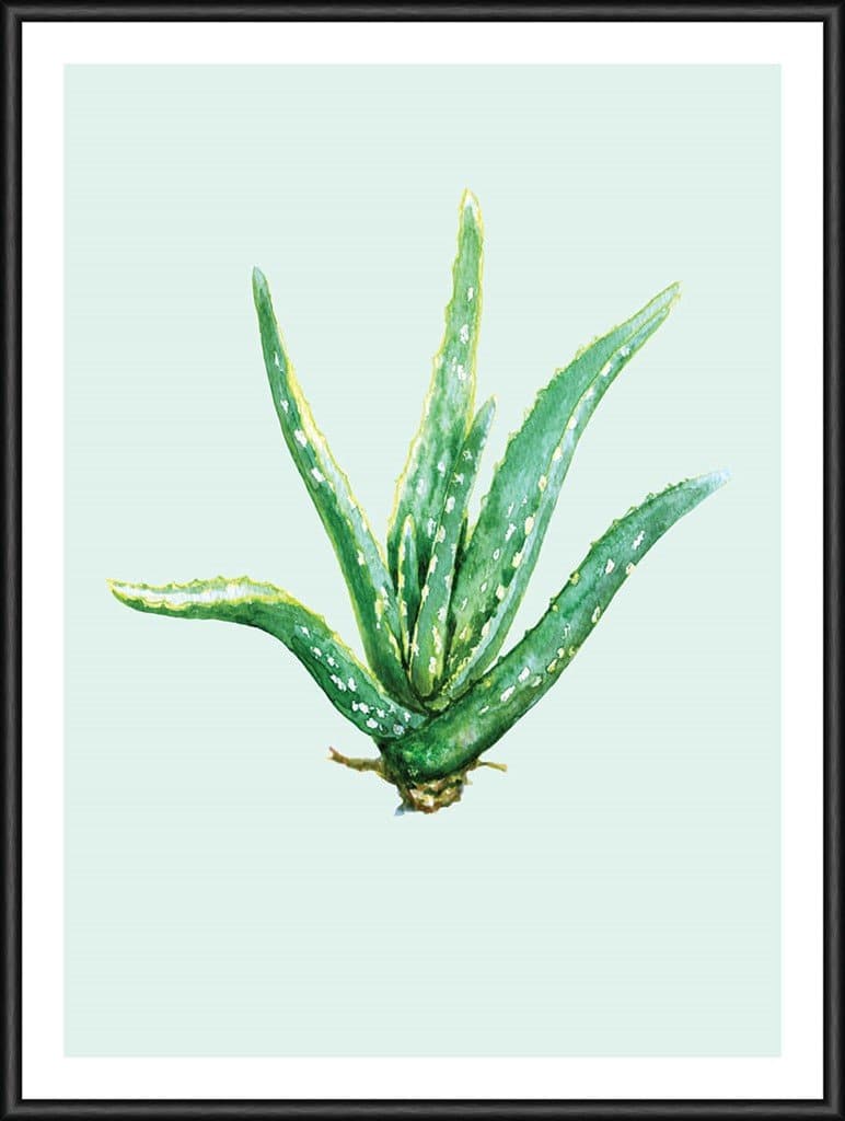 Billede af Heaven on 3rd Aloe Vera 30x40