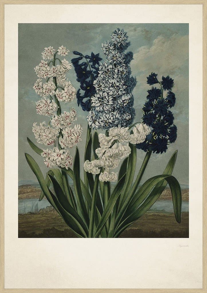 Billede af Vintage Hyacinths 50x70