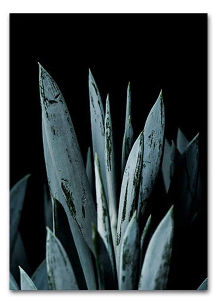 Billede af Blue Succulent II A3