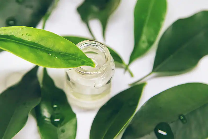 Tea Tree Leaf Oil with a droplet of liquid on a leaf, surrounded by green leaves.