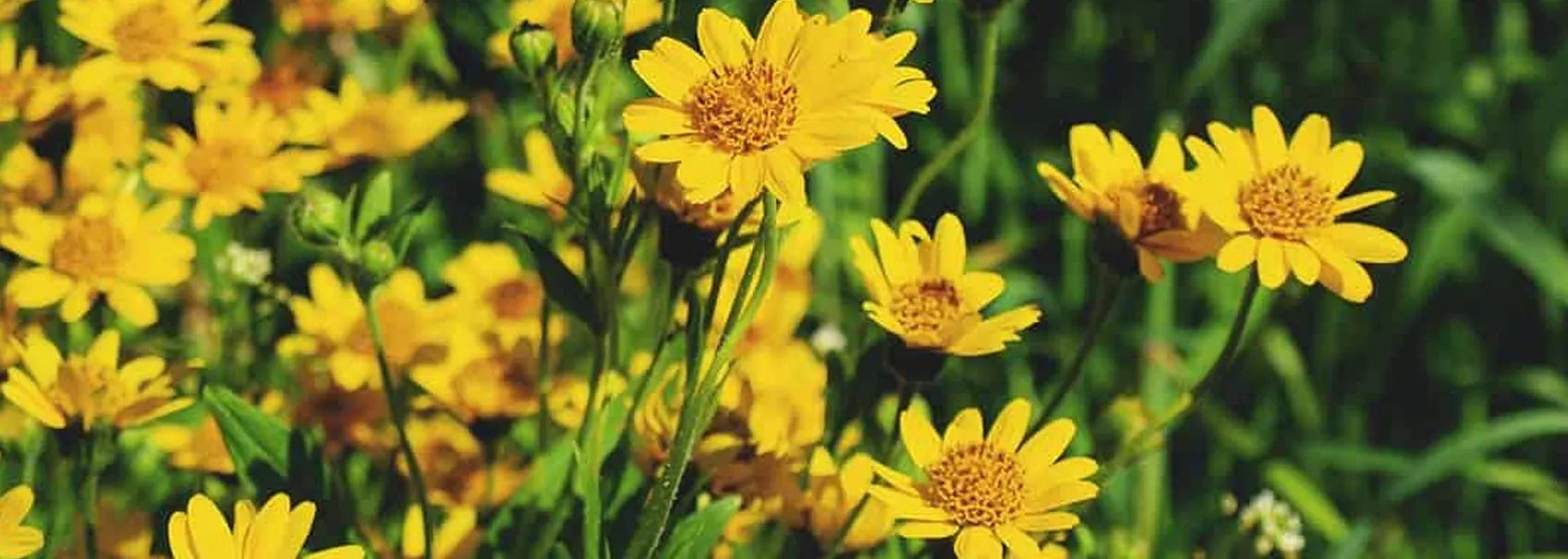 arnica flowers.webp__PID:93c2674f-1666-41fe-8972-9020ffde13c4